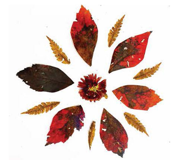 A deconstructed dark red flower on a white background