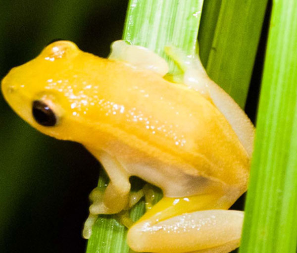 A yellow tree frog sitting on a green plant